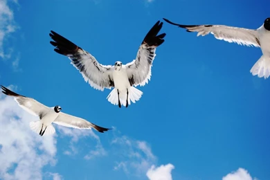 Flying birds pictures wallpapers download.jpg