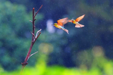 Flying Birds HD Desktop Backgrounds Wallpapers 11749   Amazing ...