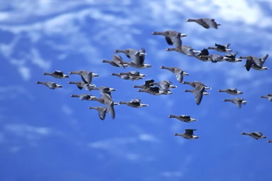 Flying High Birds Wallpapers   HD Wallpapers