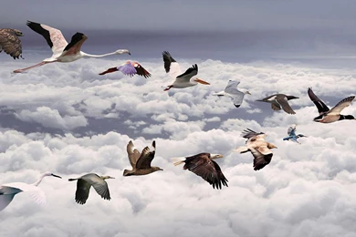 Hd Wallpapers Birds Flying In Row Wallpapers