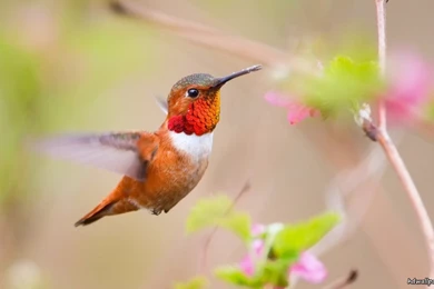 Flying birds wallpaper hd download.jpg