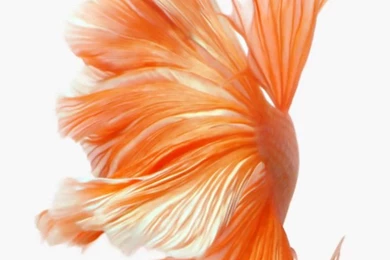 iPhone 6s/ 6s Plus Live Wallpapers As Still