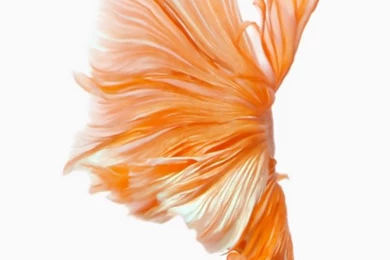 15+ Free iPhone Wallpapers To Set As Backgrounds