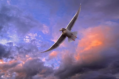 Desktop flying birds pictures wallpapers.jpg