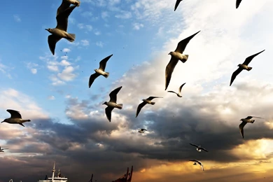 Download Wallpapers 2560x1440 Bird, Flying, Sky Mac iMac 27 HD ...