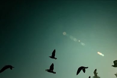 Flying Birds High Quality Wallpapers 11650   Amazing Wallpaperz