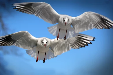 Download Wallpapers 3840x2160 Gulls, Birds, Flying, Flapping 4K ...