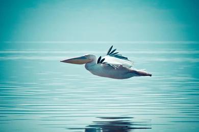 Pelican Water Bird Flying Over Water HD Wallpapers.jpg