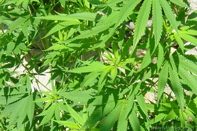 Cannabis wallpaper desktop i3.jpg