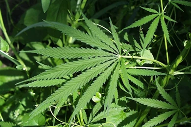 Marijuana Plant Galaxy S2 Wallpapers (960x800)