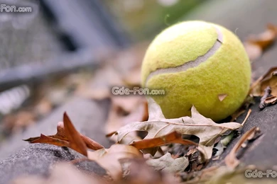 257707_tennisnyj myach_ myach_ listya_ osen_ nastroenie__1920x1080_www.Gde Fon.com.jpg