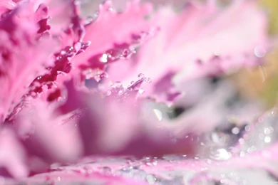 Sparkling HD Desktop Wallpapers : High Definition : Fullscreen : Mobile