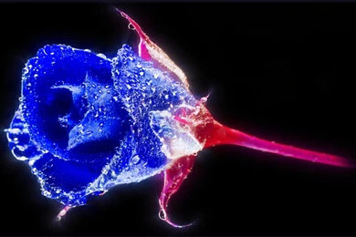 Crystal Blue Rose, Abstract, Sparkly, Sparkling, 1920x1200 HD ...