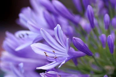 Images for gt lavender flower wallpaper desktop lavender room wallpaper hd border for walls bedroom iphone ipad background windows 7 nursery.jpg