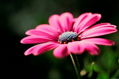 Flowers In HD HD Wallpapers Desktop Wallpapers Coolhdwallpapersjar.com