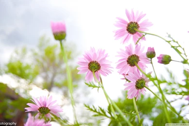 Hd Summer Flowers   1919407