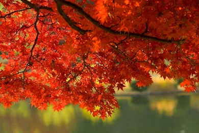 Autumn Leaves Desktop Wallpapers With Water