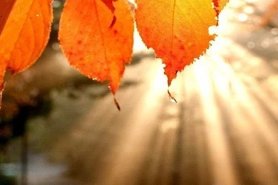 Leaves Wallpapers Iphone