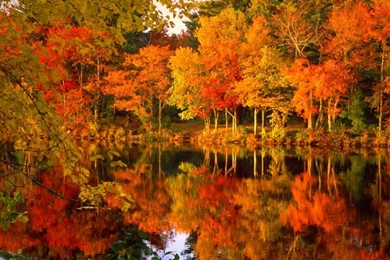 Fall Foliage   (