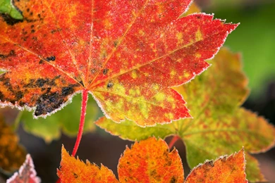 Winsomely Frosted Fall Leaves Wallpaper, Cereal Is Just A Bowl ...