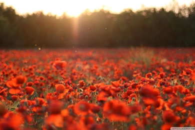 Poppies meadow_00436324.jpg