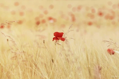 Poppy Computer Wallpapers, Desktop Backgrounds