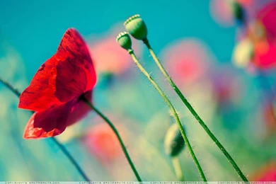 Poppy Wallpapers