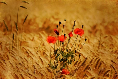 Poppy Field Wallpapers And Images   Wallpapers, Pictures, Photos