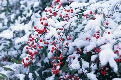 Winter Scene Wallpapers   Winter Trees Wallpaper14   Wallcoo.net