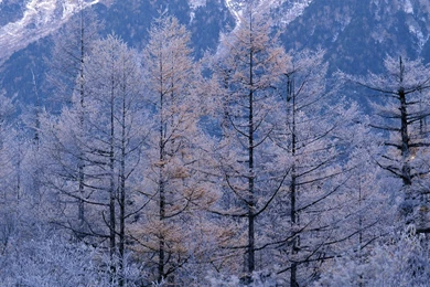 1440*900 Widecscreen Snow Winter Wallpapers   Winter Snow Scene ...