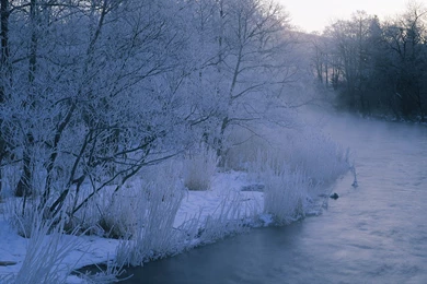 1280*1024 Snow Winter Scene   Snow Covered Trees & Branches ...
