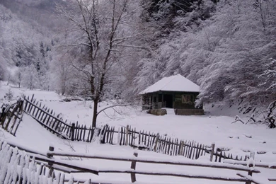 Nature: Winter Scene, Picture Nr. 10323