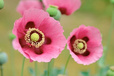1600x1200 Mac OS X Poppy Desktop PC And Mac Wallpapers