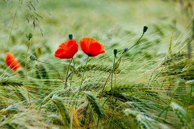 Poppy Computer Wallpapers, Desktop Backgrounds