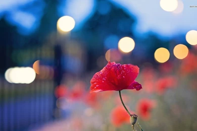 Red Poppy Wallpapers   Flower Wallpapers