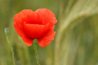 Poppy Computer Wallpapers, Desktop Backgrounds