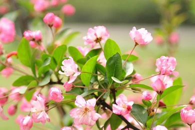 Mobile Wallpapers Nature   Htjvj.com