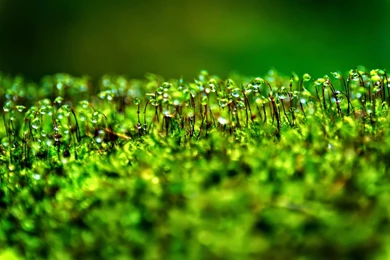 Best Mobile Wallpapers In HD, Smartphone & Tablet Wallpapers 2014