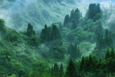 Nature Mobile Wallpapers