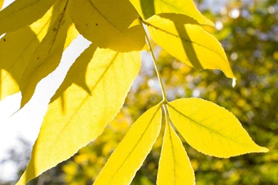 Leaf Mobile Wallpapers