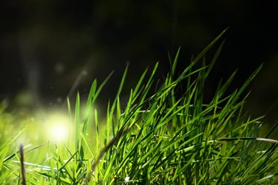 Classic Design Wallpapers 27105   Classic Design Material   Classic ...