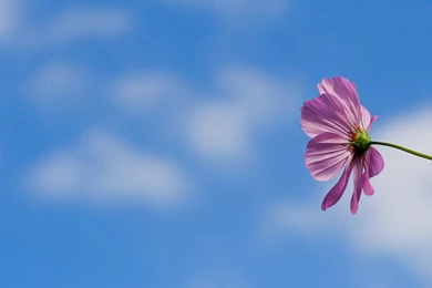 Pink Flower Wallpapers Big Screen_High Definition Wallpapers ...