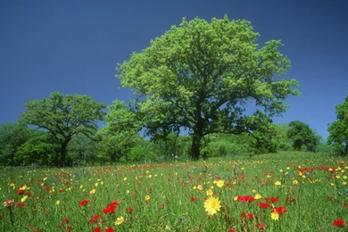 Screen Wallpapers Nature   Wallpapers High Definition