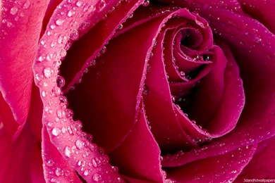 Big Red Rose HD Wallpapers   3DandHDWallpapers.com3DandHDWallpapers.com