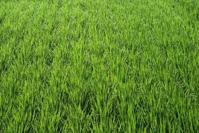 Wallpapers Big Screen