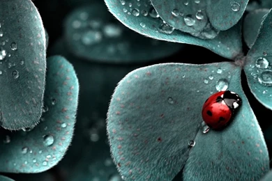 Android High definition Big screen Smart Phone Ladybug_New Mobile ...