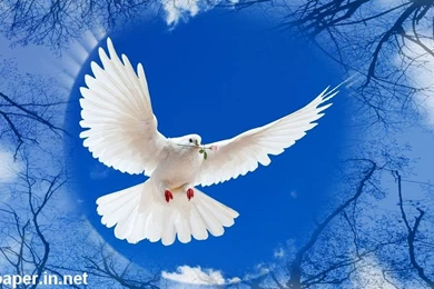 Beautiful Dove HD Wallpapers Free Download.jpg