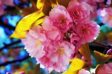 Flowers Wallpapers Download   HD Wallpapers And Pictures