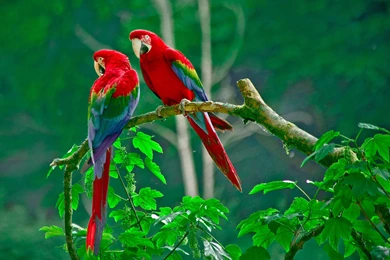 Beautiful Birds Wallpapers Free Download