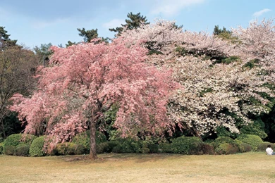 Korean Landscape Wallpapers   Bing Images